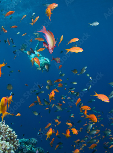 Fototapeta Naklejka Na Ścianę i Meble -  Woman snorkeling in Red sea