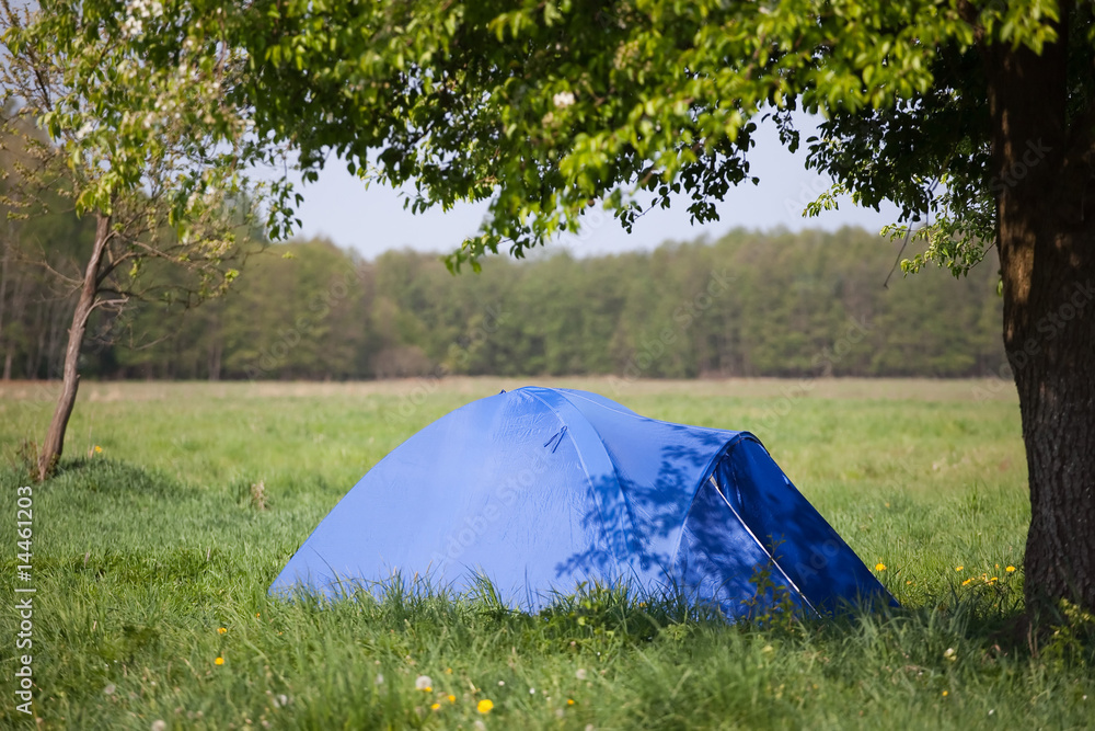 blue tent under the tree
