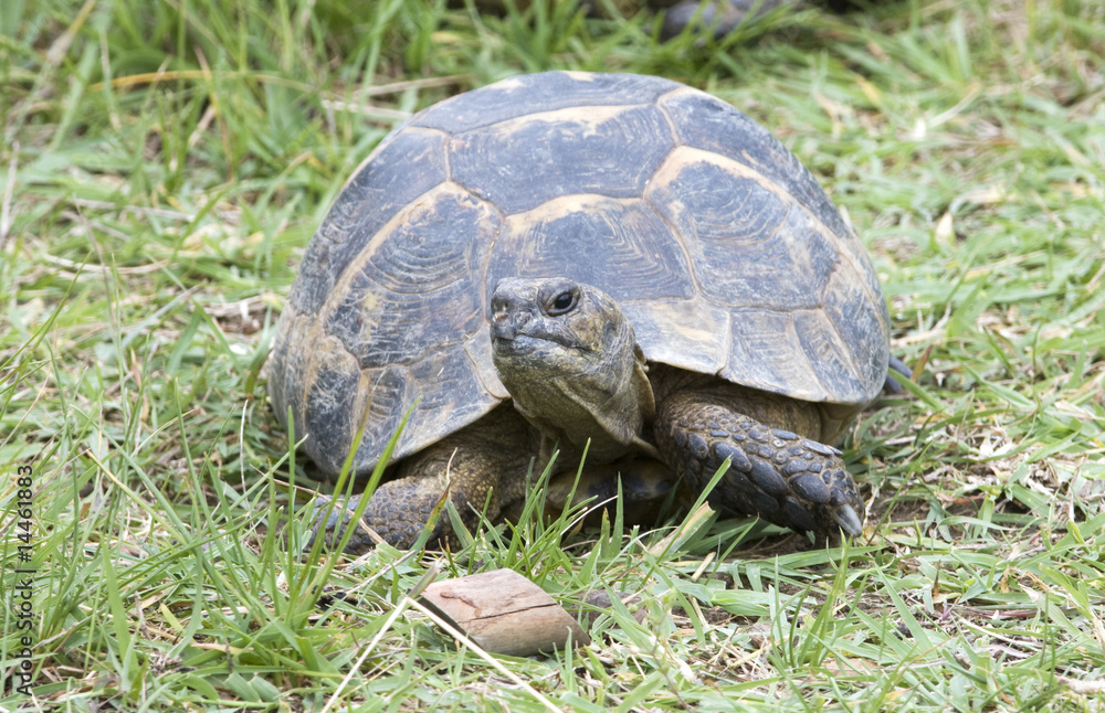 greek turtle / Testudo graeca ibera greek turtle / Testudo graeca ibera