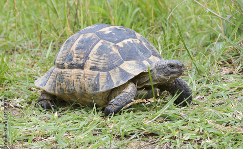 greek turtle / Testudo graeca ibera