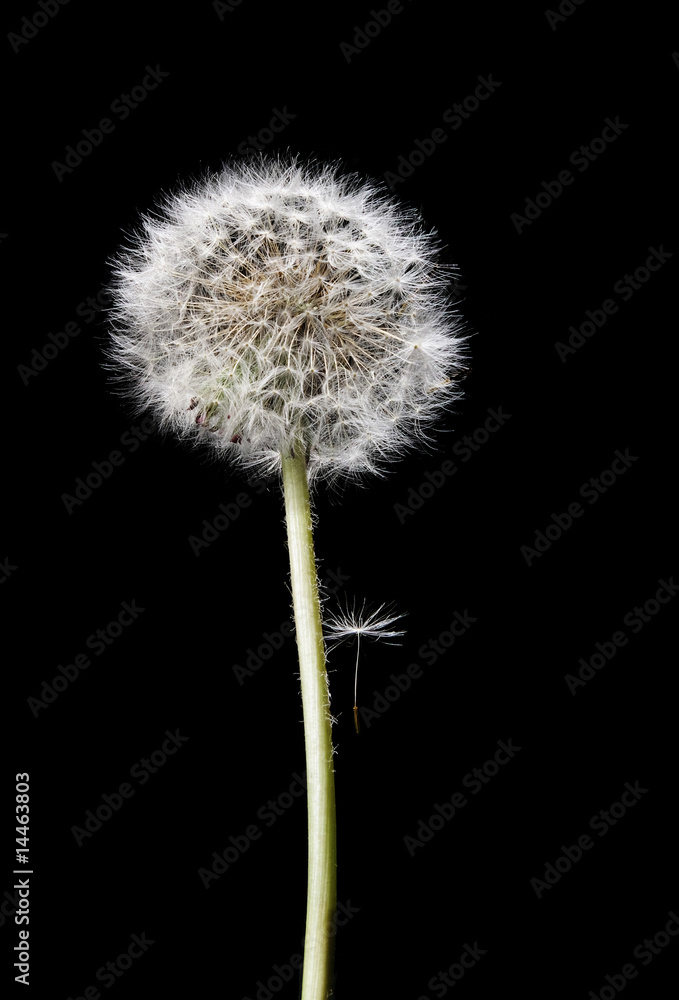 dandelion dandelion