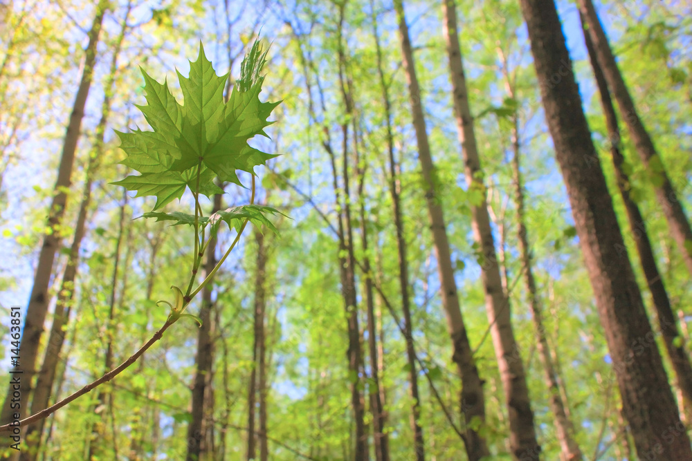 Fototapeta premium Maple in spring forest