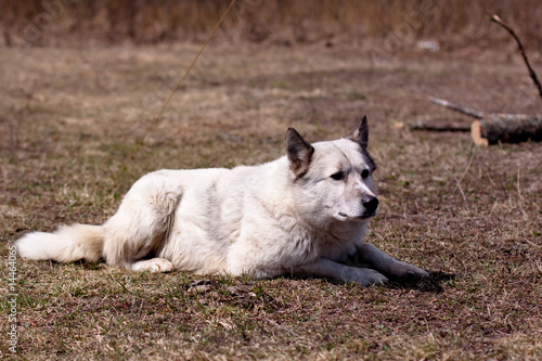 lying white dog