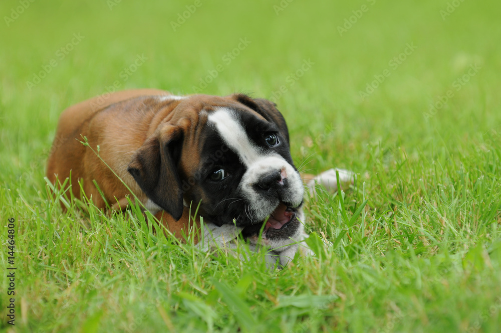 Boxerwelpe 25 Boxerwelpe 25