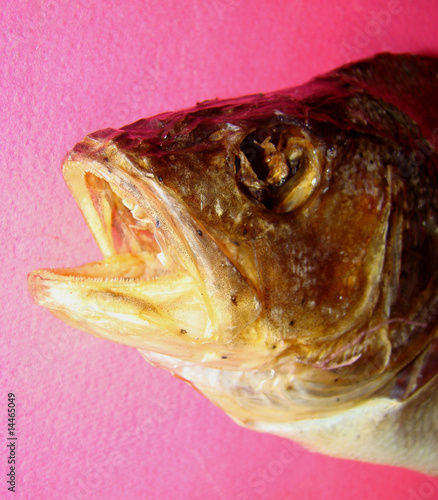 Head salty and dried upriver perch Perca fluviatilis photo