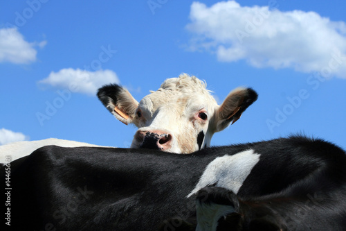 Leinwand Poster Vache observant par dessus le dos d'une compagne