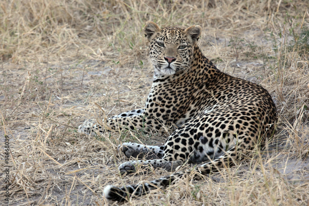 Female Okavango Leopard