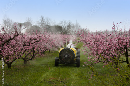spraying of peach photo