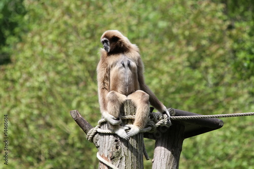Gibbon lar ou Gibbon à mains blanches photo