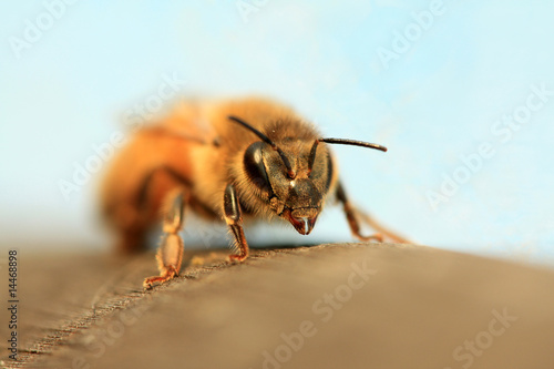 Fotografia bees