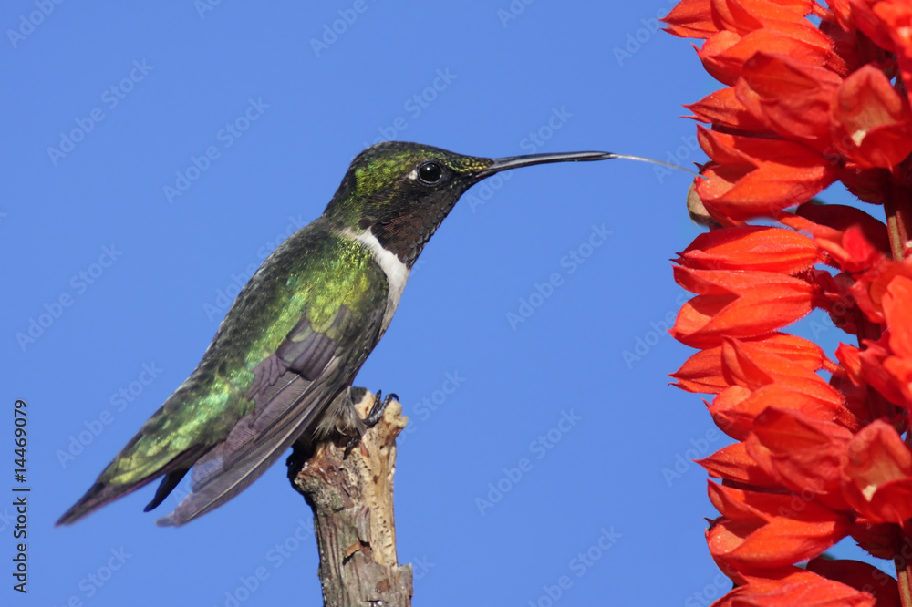 Naklejka premium Male Ruby-throated Hummingbird (archilochus colubris)