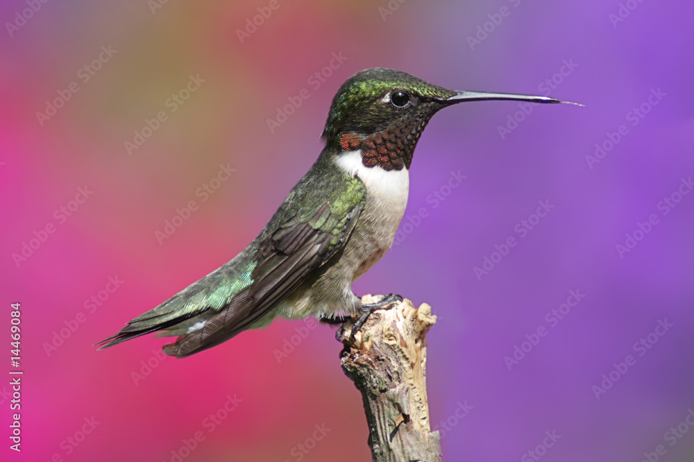 Fototapeta premium Ruby-throated Hummingbird On A Perch