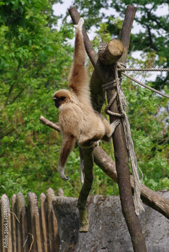 Gibbon lar ou Gibbon à mains blanches