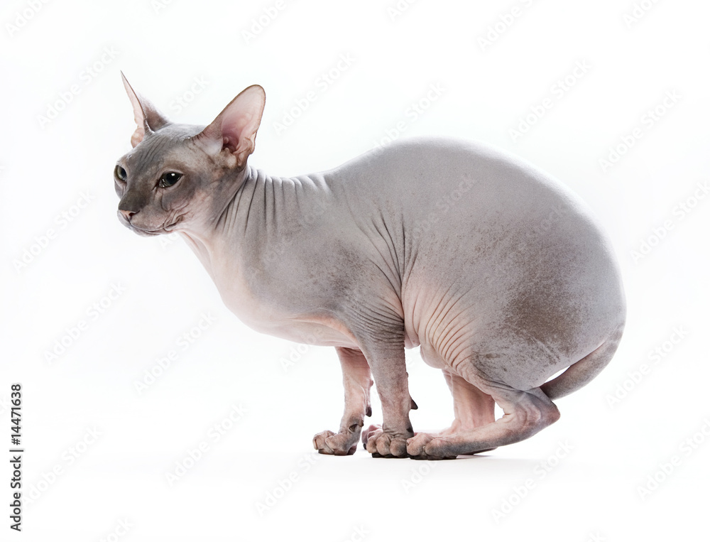 Fototapeta premium cat on white background