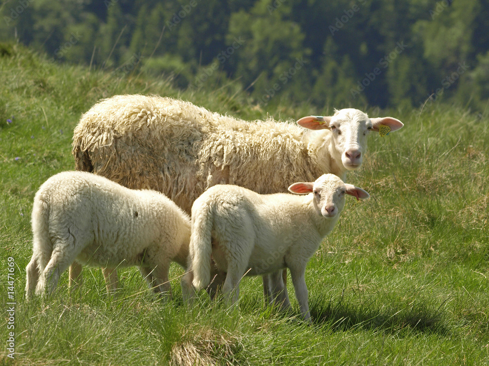 Obraz premium BREBIS ET SES AGNEAUX