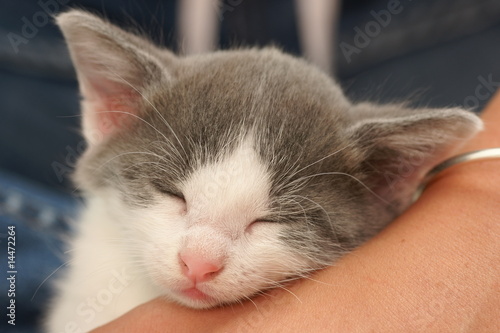 Bebe Chat Gris Et Blanc Stock Photo Adobe Stock