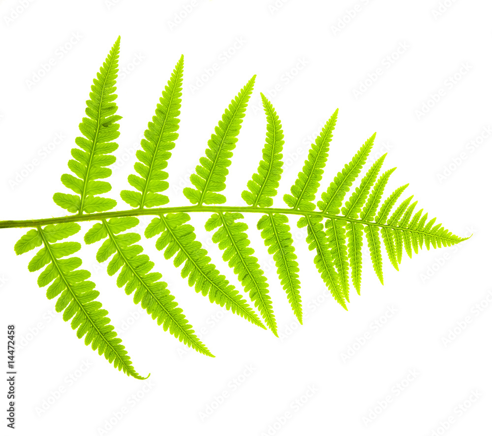 plant plant