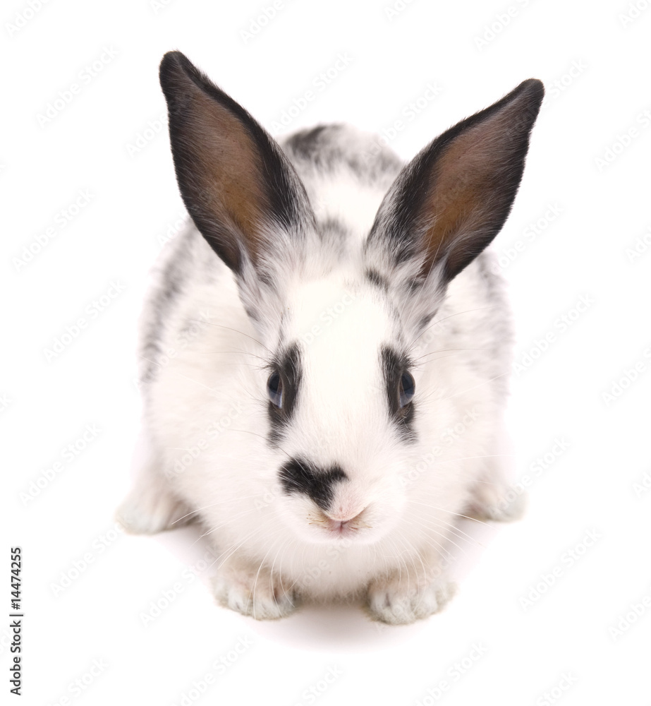 rabbut rabbut