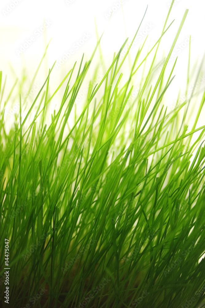 Grass Grass