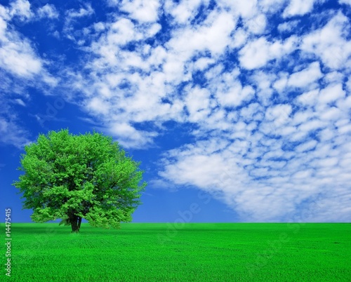 magnificant tree in a green field
