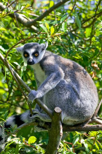 ring tail lemur at a tree