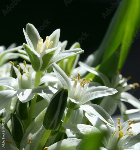 wedding flowers