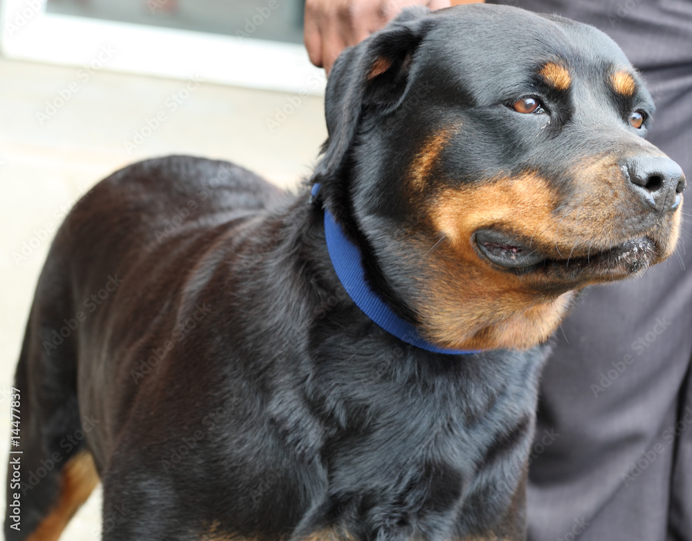 Obraz premium chien de garde