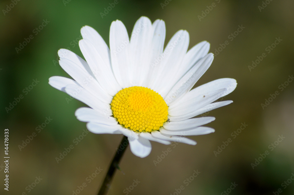 Fototapeta premium Kamille