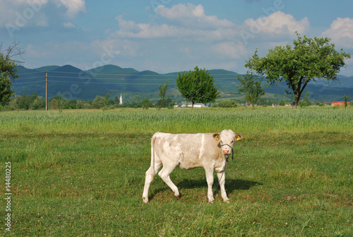 Baby cow