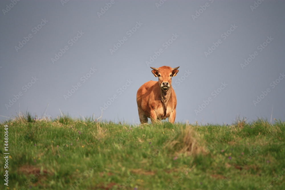 vache vache