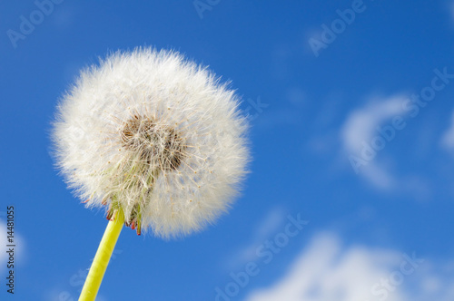 Pusteblume