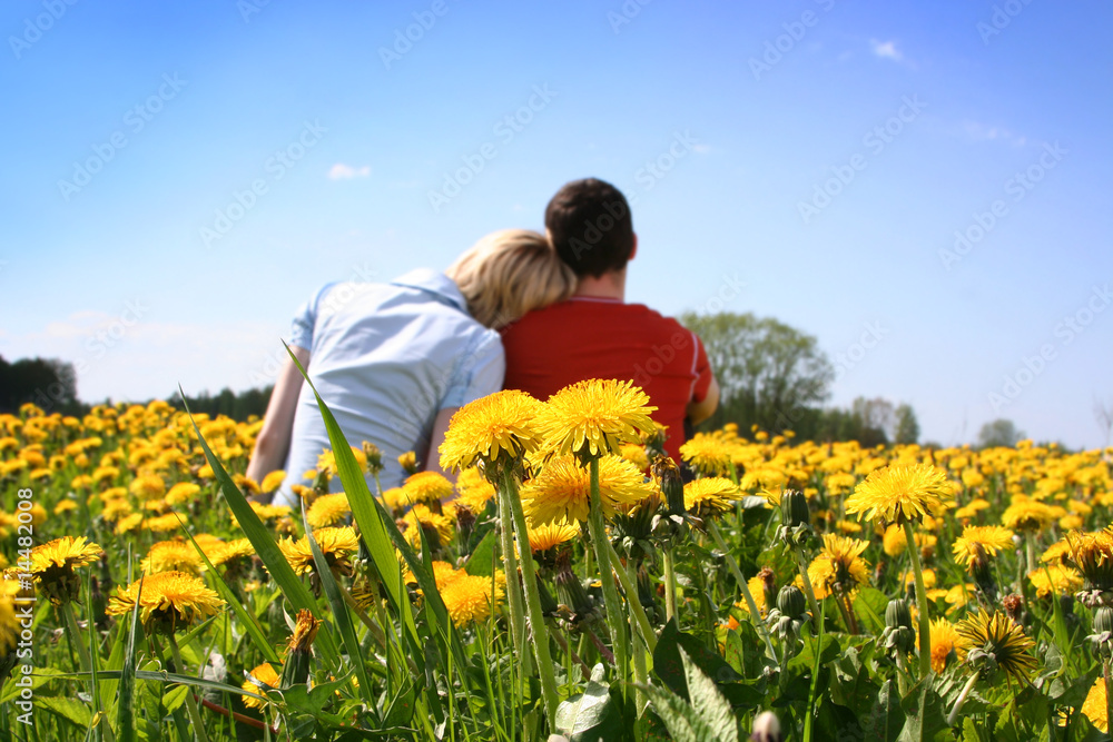 love in dandelions love in dandelions