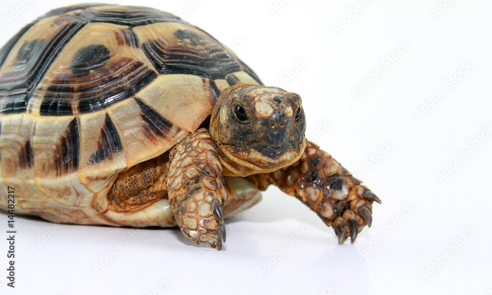 Obraz premium turtles