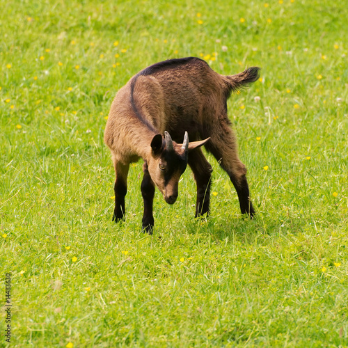 Photos chevreau en gambade