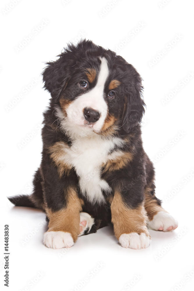 Bernese puppy on white background
