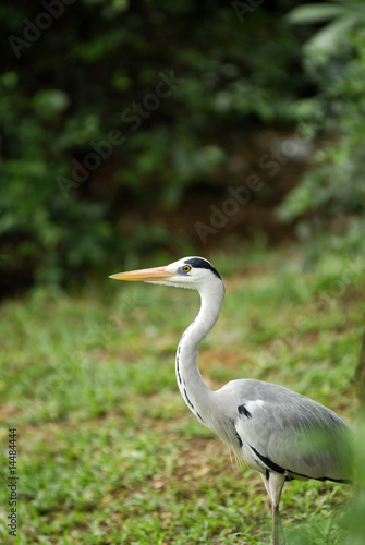 Beautiful Migratory Heron/Egret