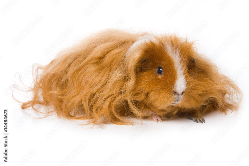 Guinea pig on white background Guinea pig on white background