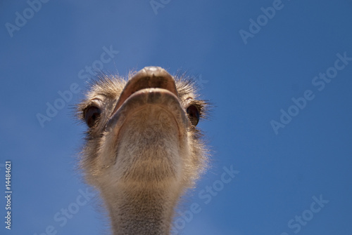 ostrich © crimson