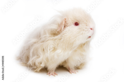 Guinea pig on white background
