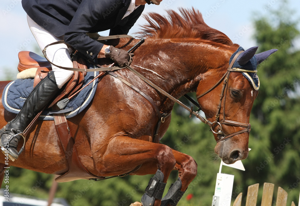 Obraz premium reitsport-springen