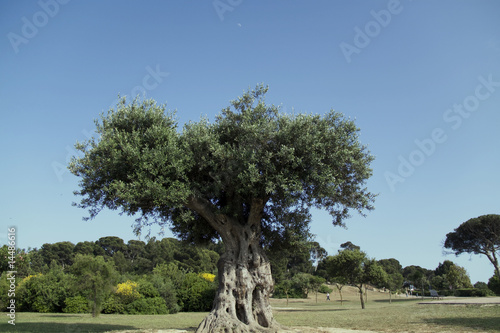 olivo