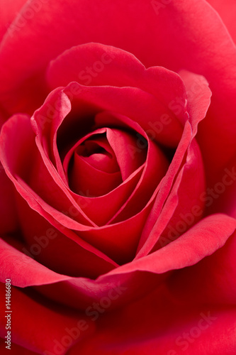 Wallpaper Mural red rose Torontodigital.ca