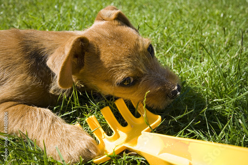 Hund Welpe spielen photo