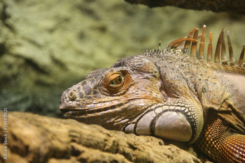 Iguane Iguane
