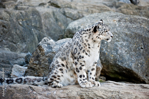 Photography snow leopard