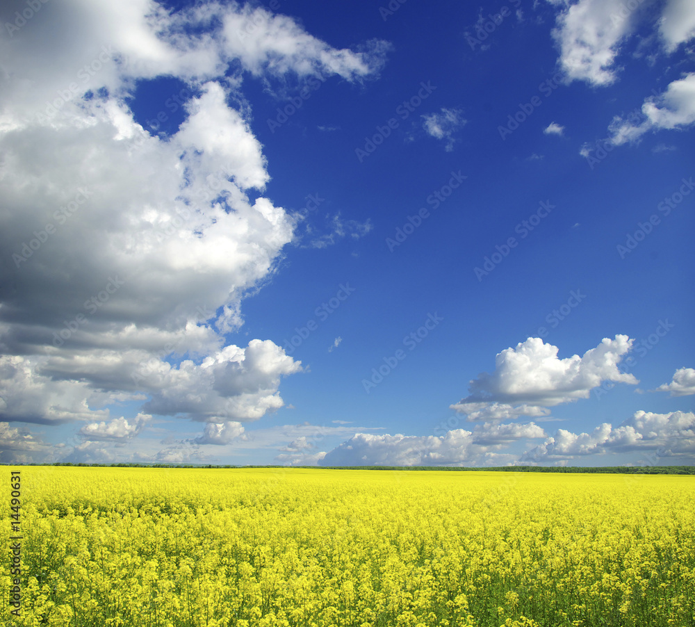 rape field