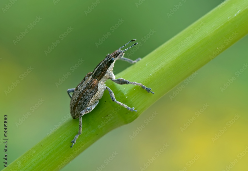 Fototapeta premium Großer Lupinenblattrandkäfer
