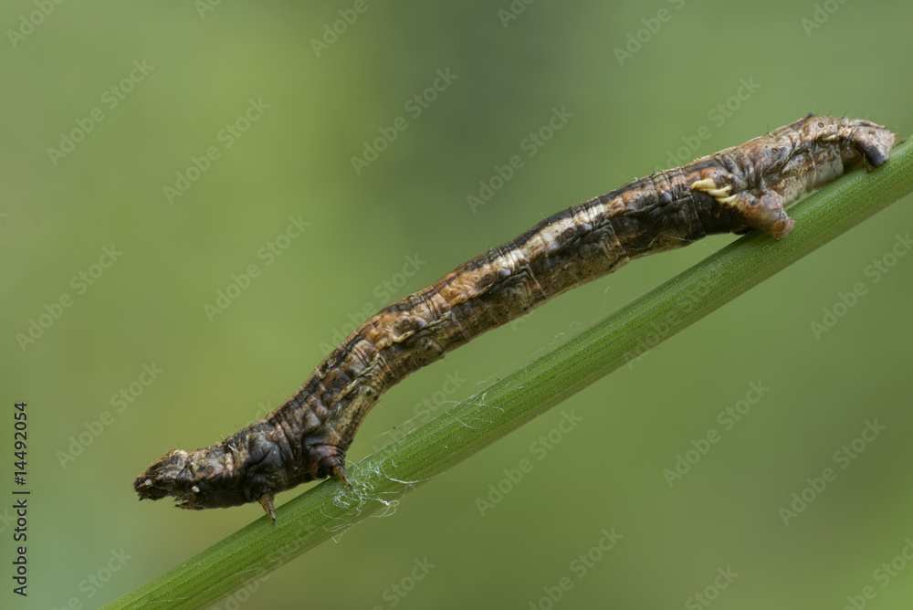 Ectropis crepuscularia III Ectropis crepuscularia III