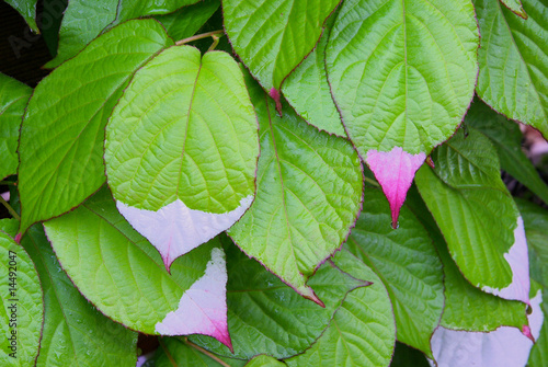 Actinidia kolomikta 04 photo