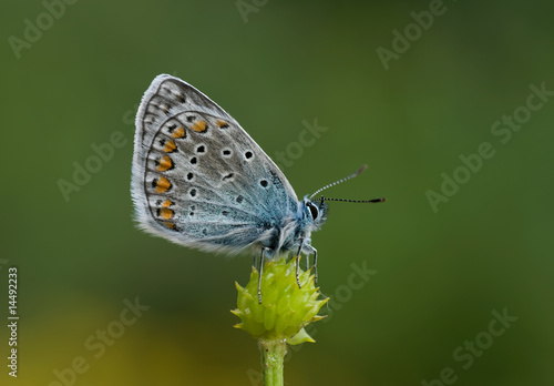 Wallpaper Mural Schmetterling Torontodigital.ca